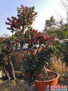 三里河花卉綠植盛宴 多肉、年宵花、果樹(shù)苗齊聚，促銷與租借服務(wù)同步開(kāi)啟