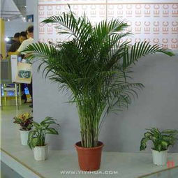 無(wú)錫企業(yè)綠植租擺服務(wù) 花卉租賃，為您的空間注入自然活力