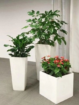 北京辦公室花卉租擺指南 朝陽(yáng)區(qū)京廣橋綠植租賃全攻略
